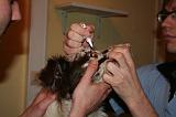 AUSCULTATION 153